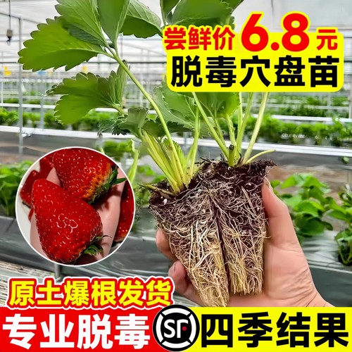 奶油草莓苗盆栽带花带果带土种籽子红颜四季结果阳台种植新苗苗秧