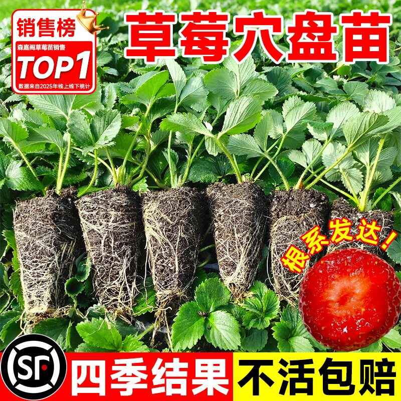 草莓苗秧四季结果盆栽种子穴盘苗奶油特大号优质批发玄玉红颜隋珠图片