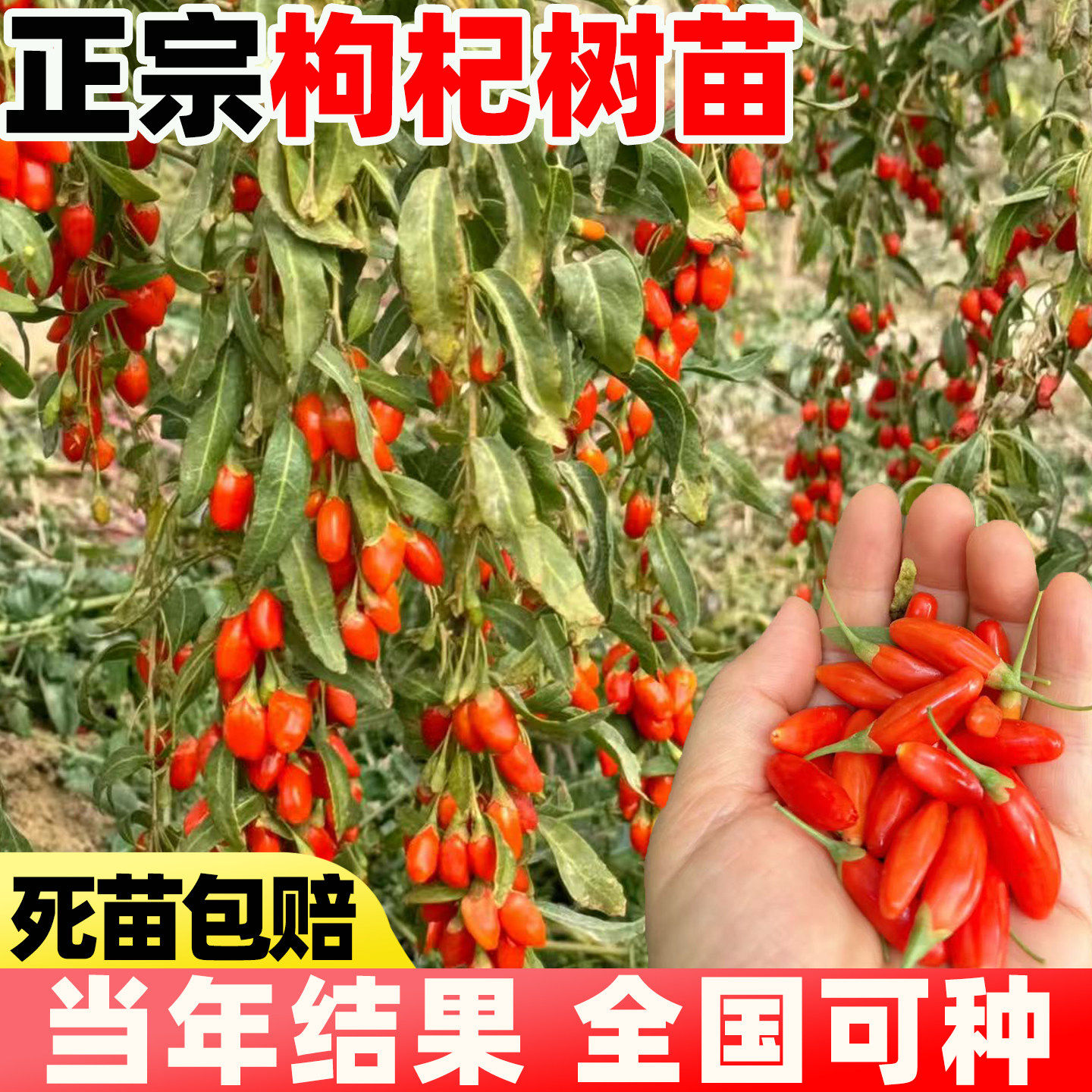 宁夏枸杞树苗南方北方四季种植阳盆栽地栽黑枸杞当年结果果树