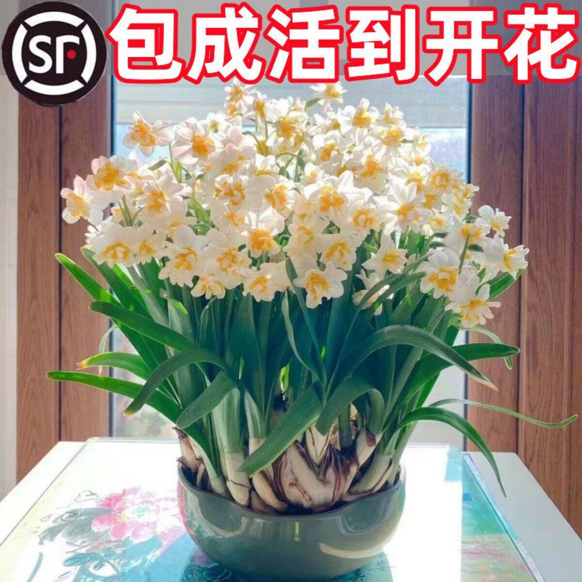 漳州重瓣水仙花种球水养盆栽冬季开花卉植物室内种子绿植水培好养图片