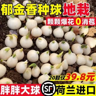 【进口】郁金香特大种球地栽100个批发种子水培植物五5度球盆栽