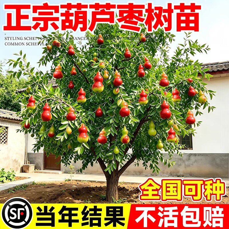 正宗葫芦枣树苗活苗大枣超甜蟠枣树果苗带土球盆栽果树南北方种植图片