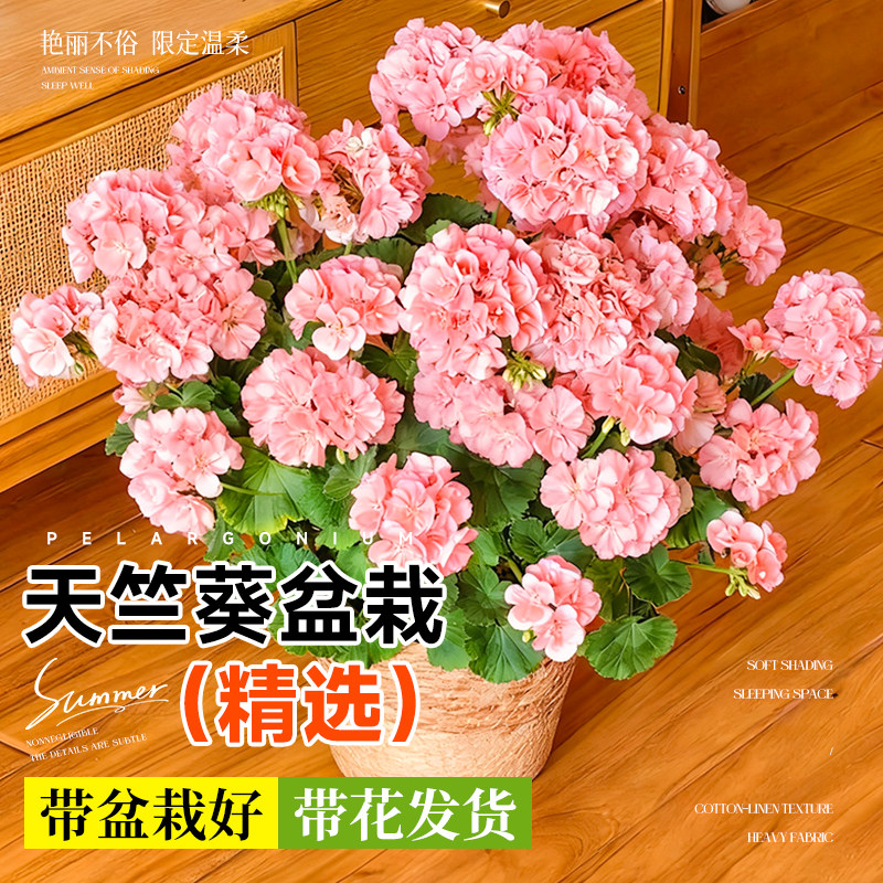 天竺葵带花苞发货盆栽花苗重瓣四季开花大花苗天竺葵垂吊玫瑰月季