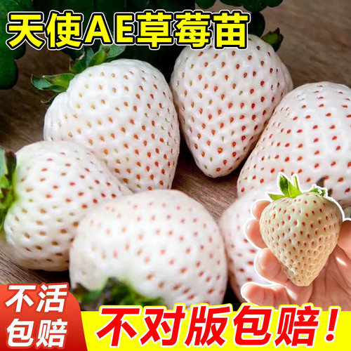 天使AE草莓苗盆栽当年结果对版