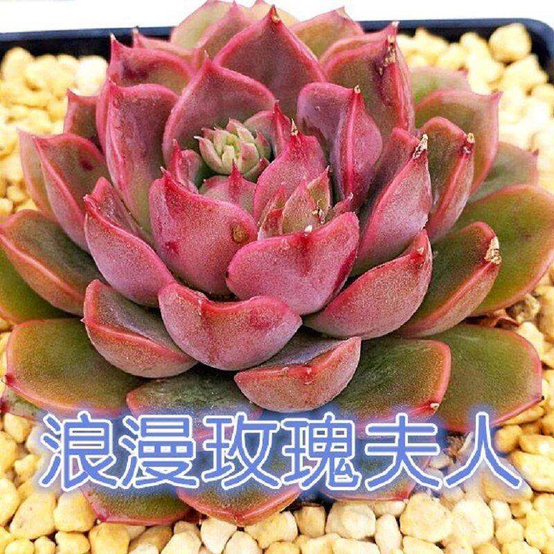 新手领养多肉植物组合套餐可爱多肉桌面室内多肉超萌整箱桃蛋
