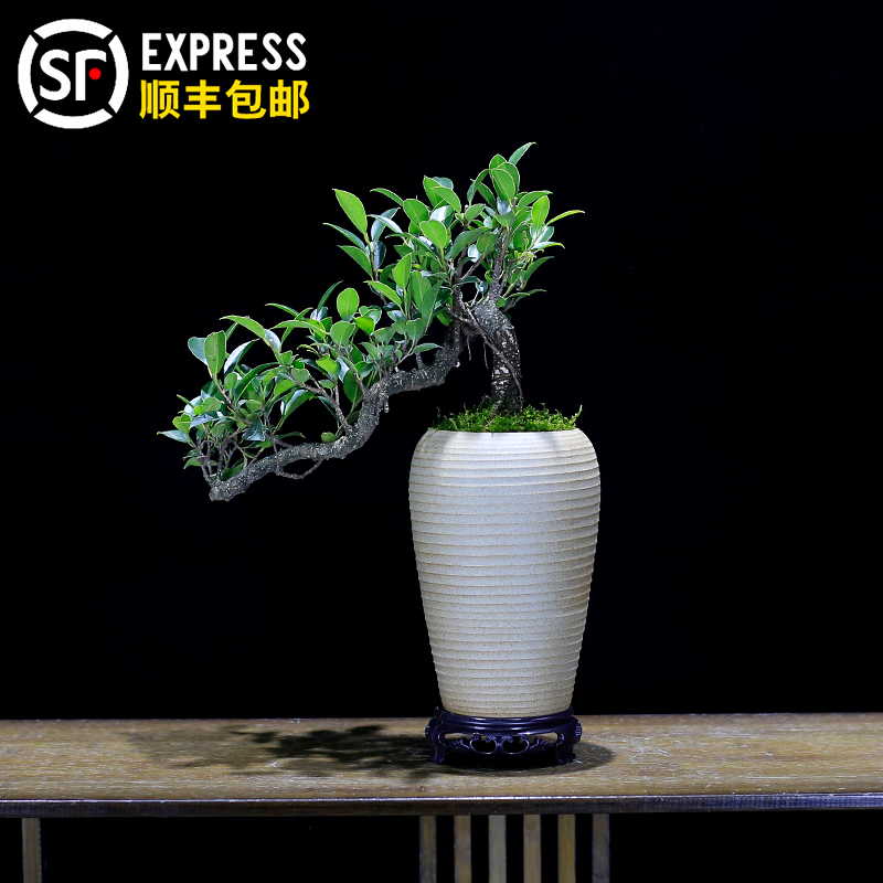 榕树盆景植物造型老桩树桩室内茶几客厅办公室前台桌面绿植盆栽