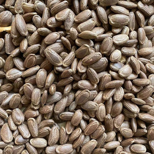 新货大籽颗粒新鲜吊瓜子非瓜蒌籽炒货零食长兴特产奶油味椒盐原味