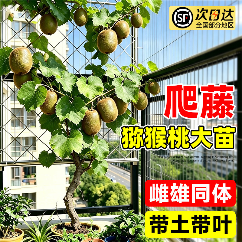 徐香猕猴桃树苗当年结果带土特大图片