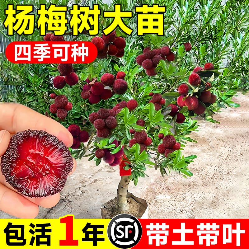 正宗黑炭杨梅树大树苗东魁特大杨梅嫁接果树苗庭院南北方四季种植