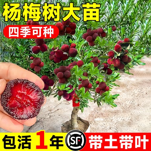 正宗东魁黑炭杨梅嫁接大苗