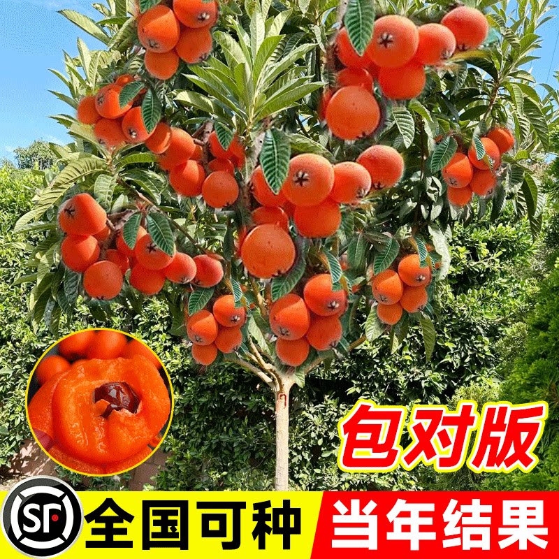 枇杷树果苗嫁接红砂糖枇杷树苗图片