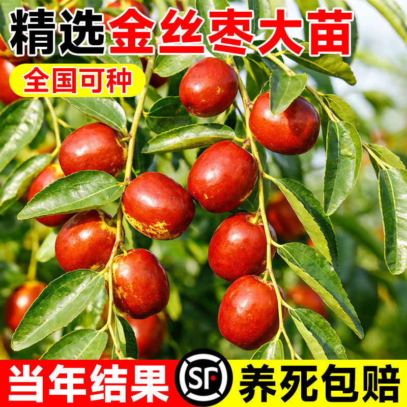 金丝枣树活苗沾化冬枣树大枣超甜南方北方耐寒特大盆栽冬枣苗树