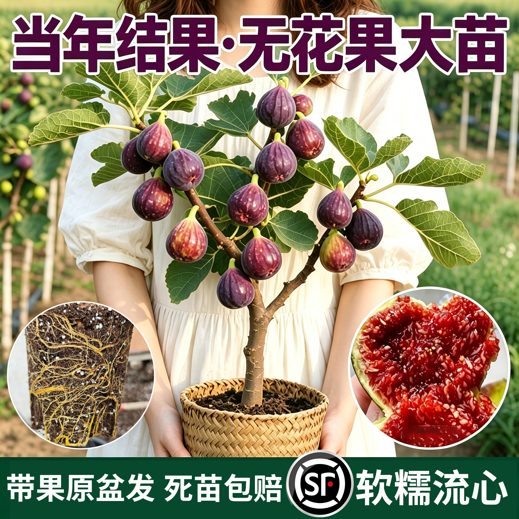 波姬红无花果树苗带土带叶当年果图片