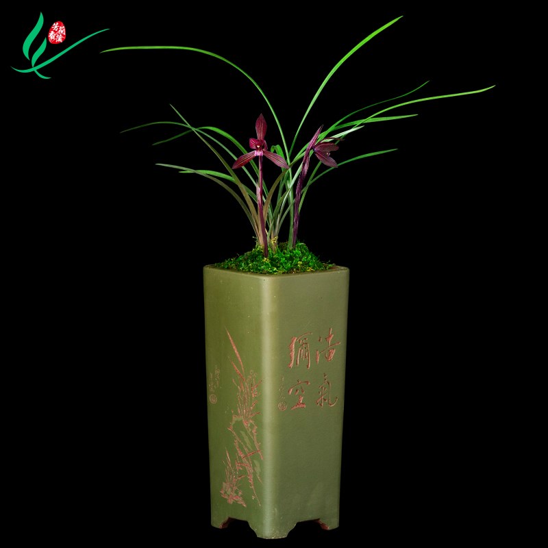 兰花春兰刘三红浓l香型花卉景栽盆土绿植带兰草植物花苞名贵苗老