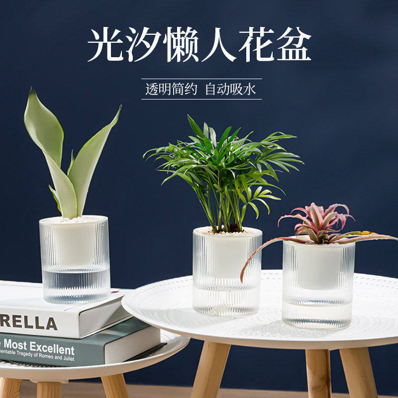 绿萝植物自动吸水透明