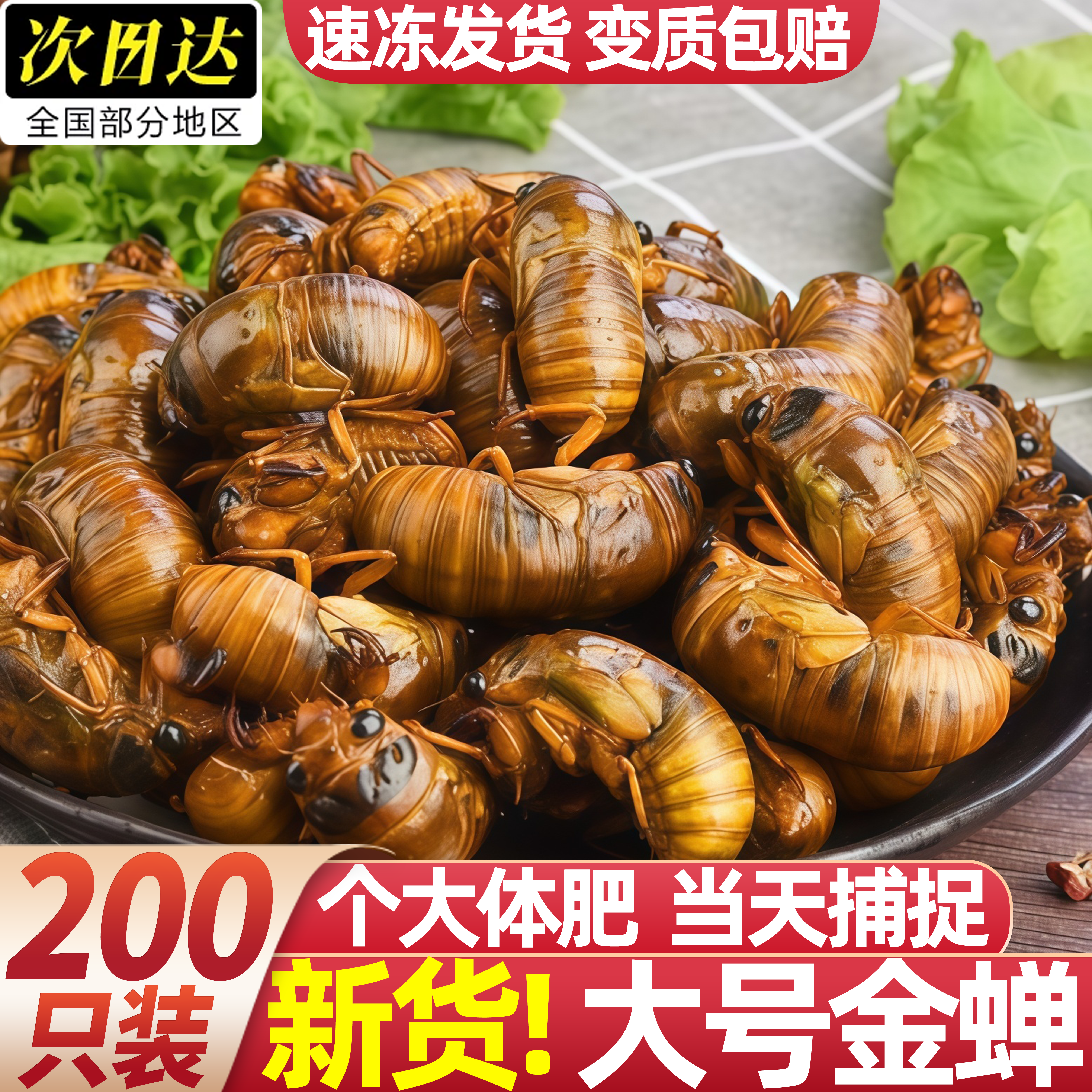 知了猴金蝉鲜活速冻商用