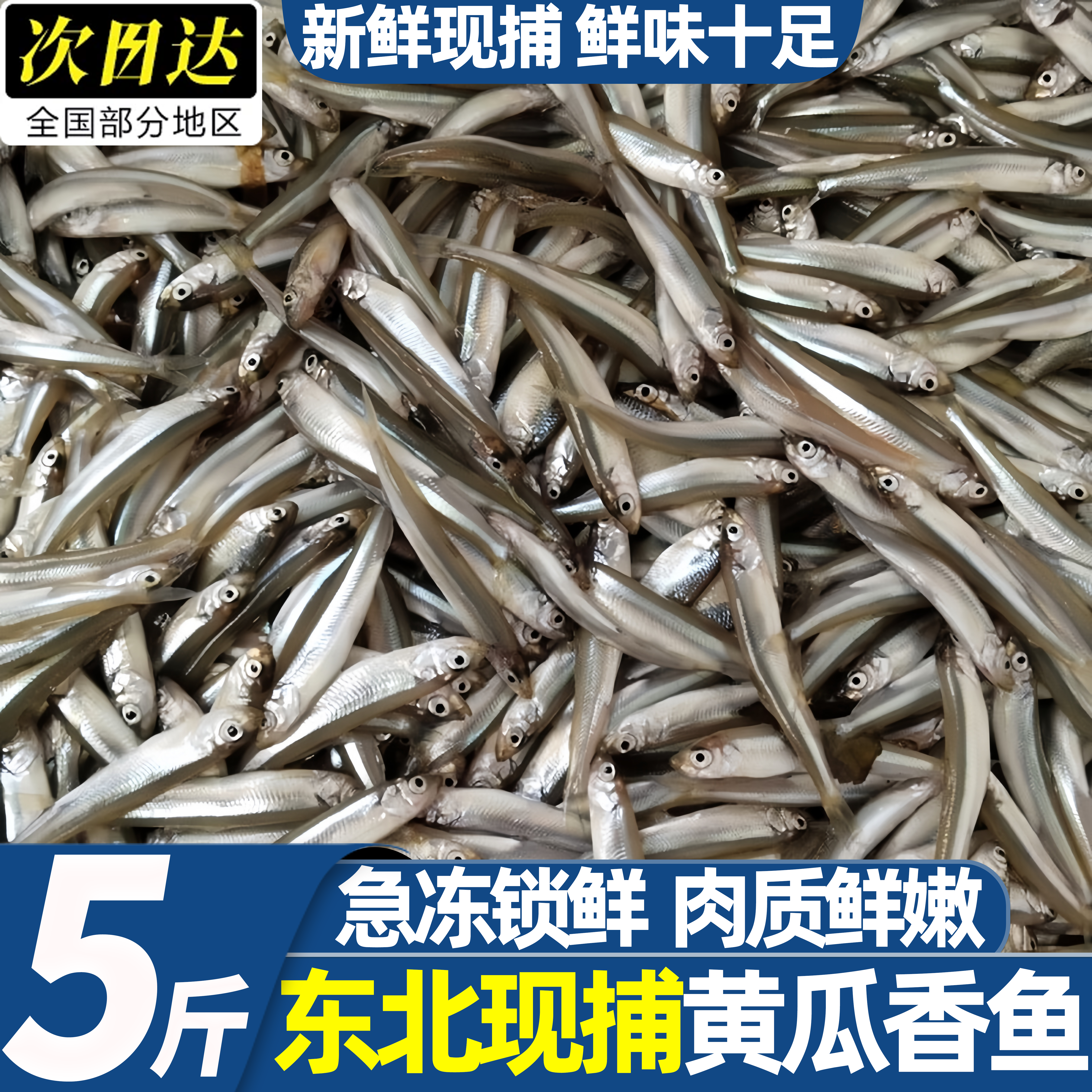 东北特产现捕速冻黄瓜香公鱼