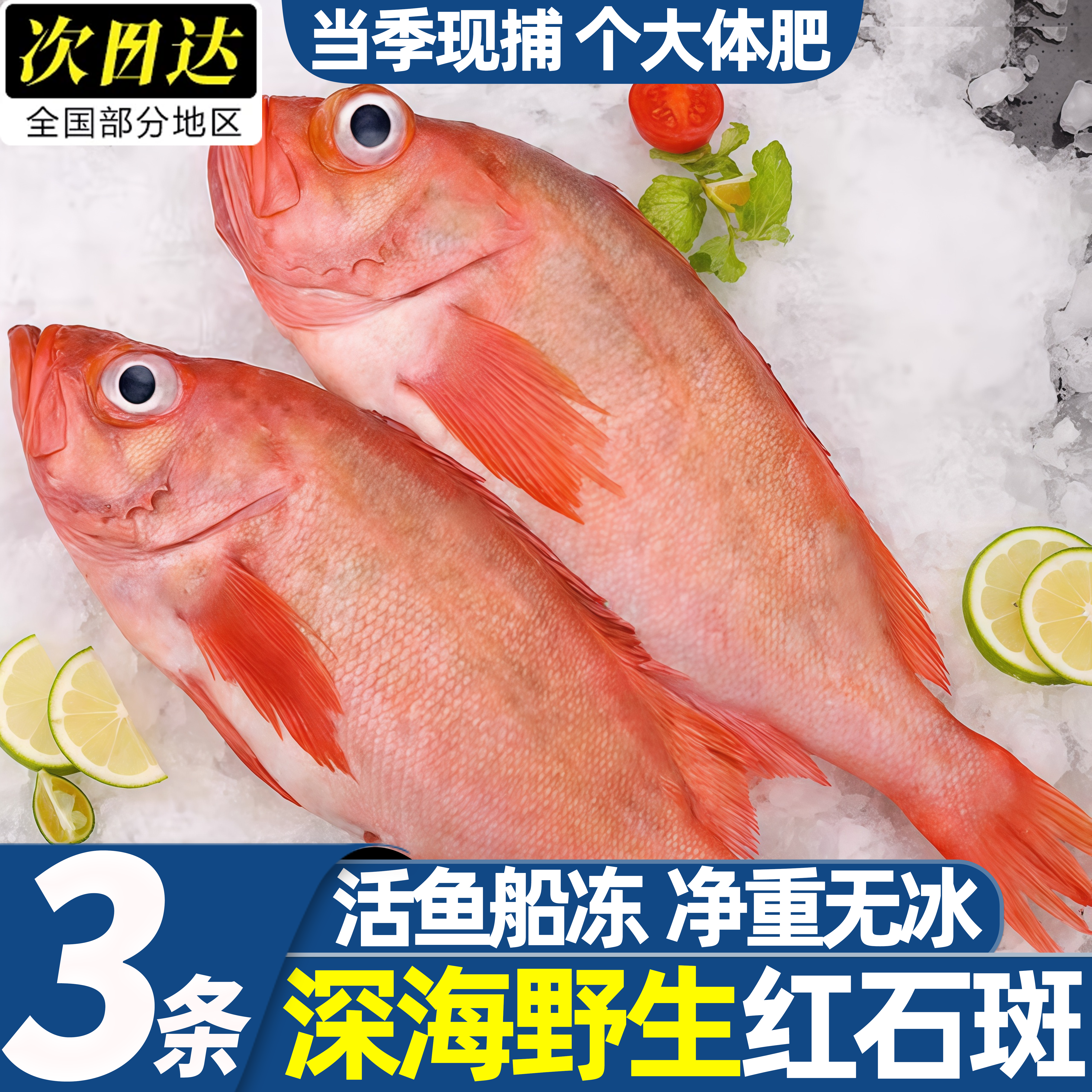 山东青岛深海红石斑鱼速冻批发