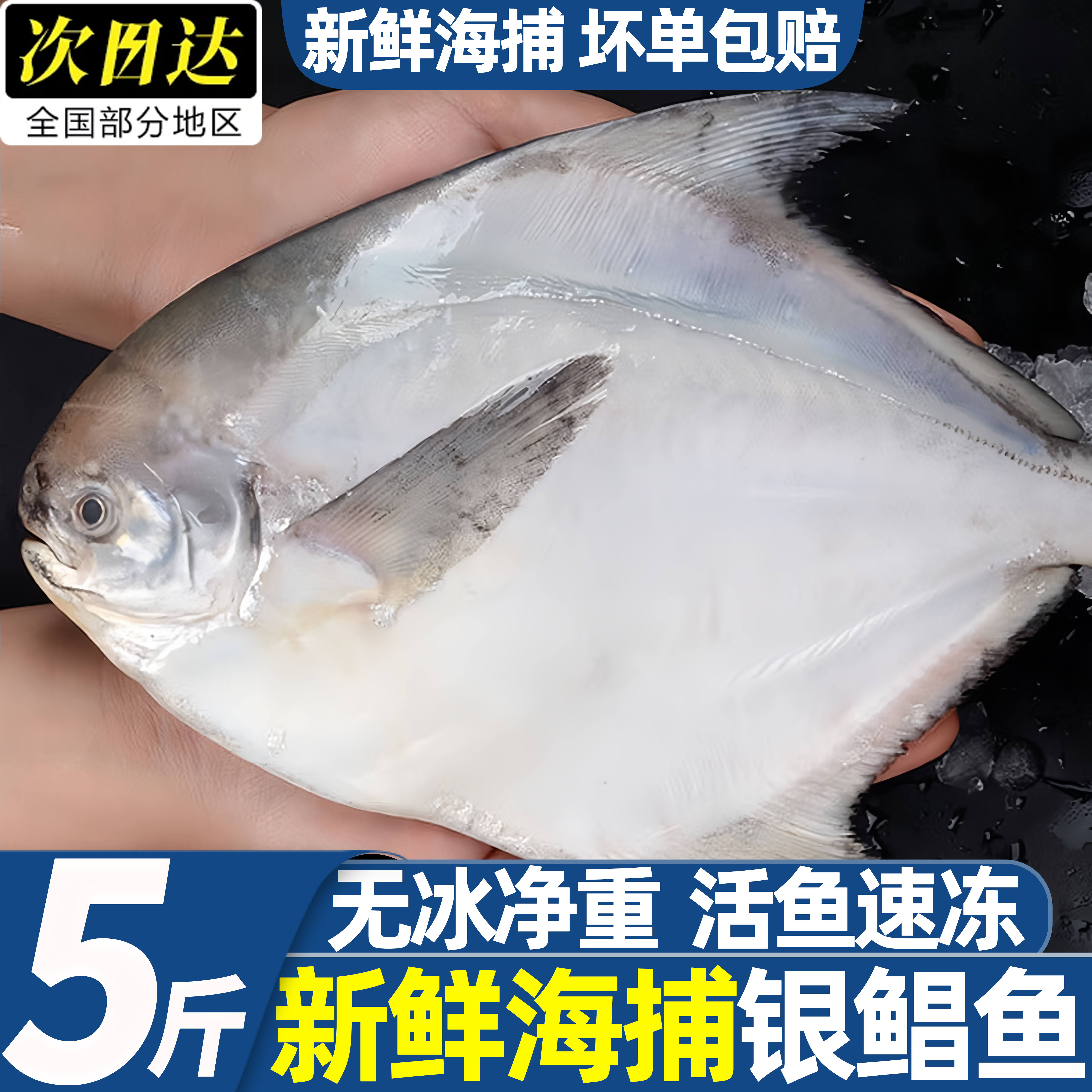 海捕新鲜冷冻银鲳鱼非金鲳