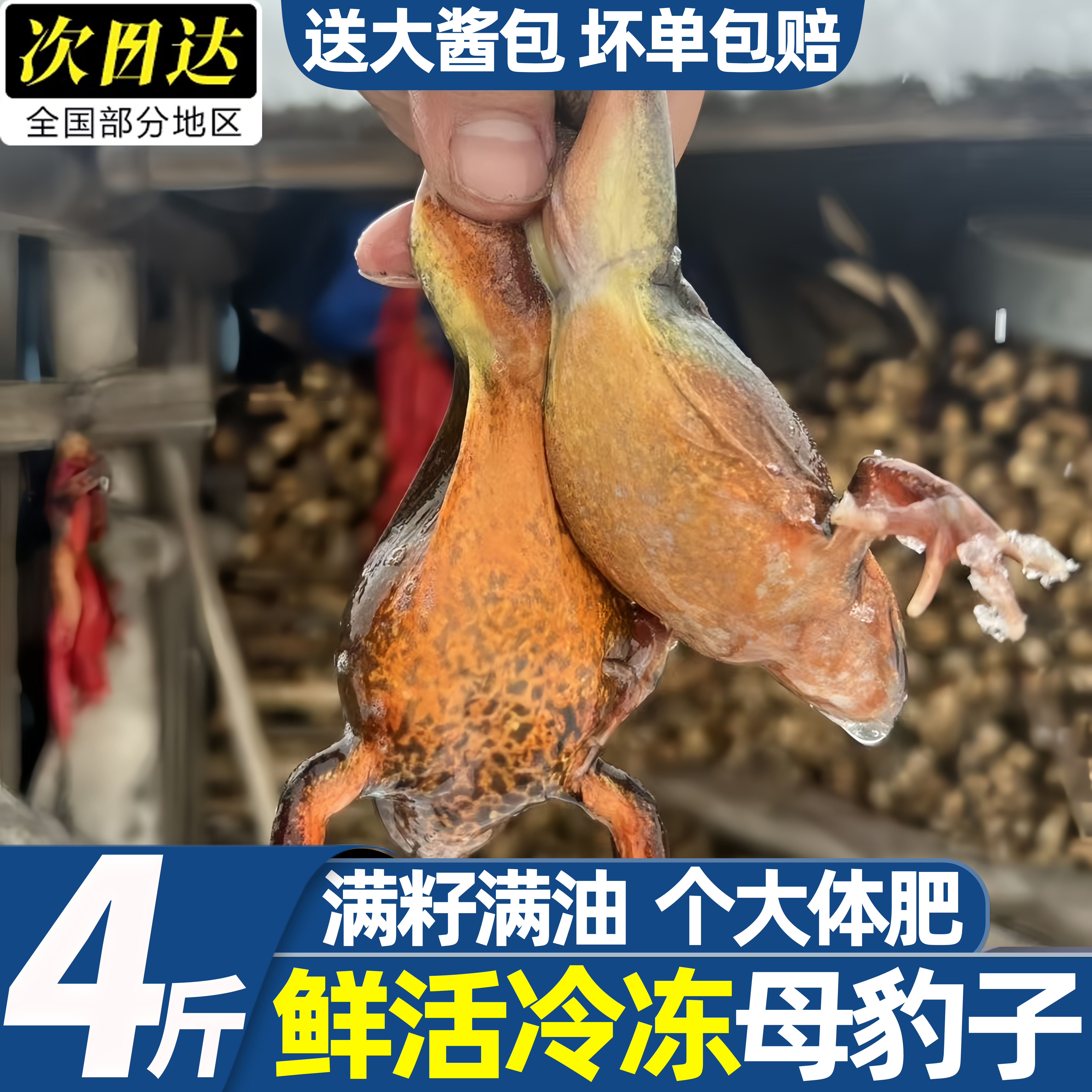 冷冻林蛙东北母蛤蟆商用批发