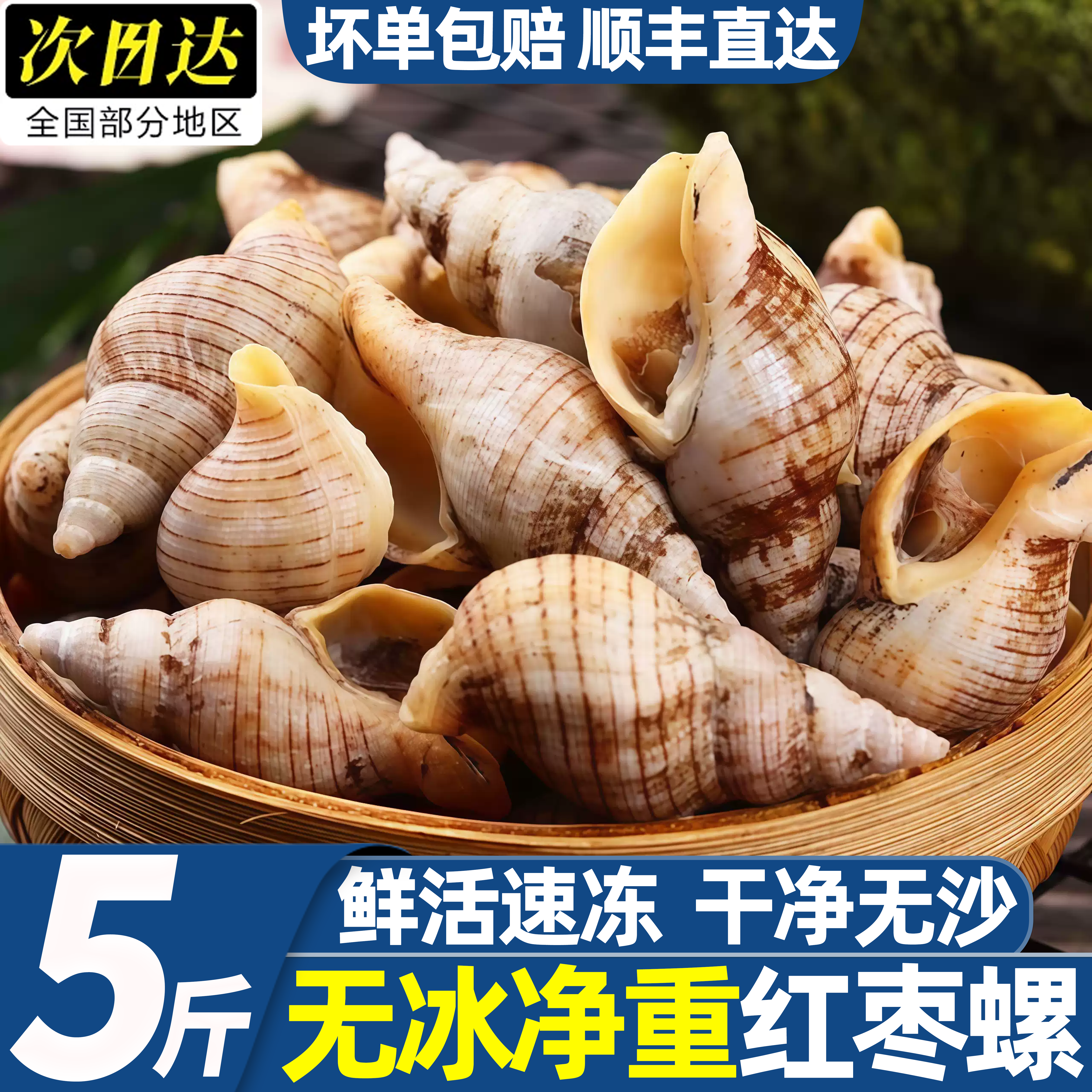 辽宁丹东新鲜红枣白玉花螺