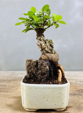 抱石小叶榔榆附石榆树盆景窗台阳台办公桌茶台趣味植物绿植盆栽