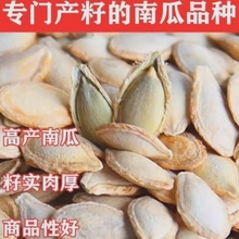 【无干燥剂】新货南瓜子原味炒熟南瓜子椒盐袋装坚果休闲零食