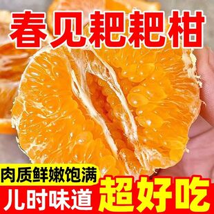 【果农直销】春见柑橘新鲜水果袋装肉质鲜嫩饱满超好吃LXR