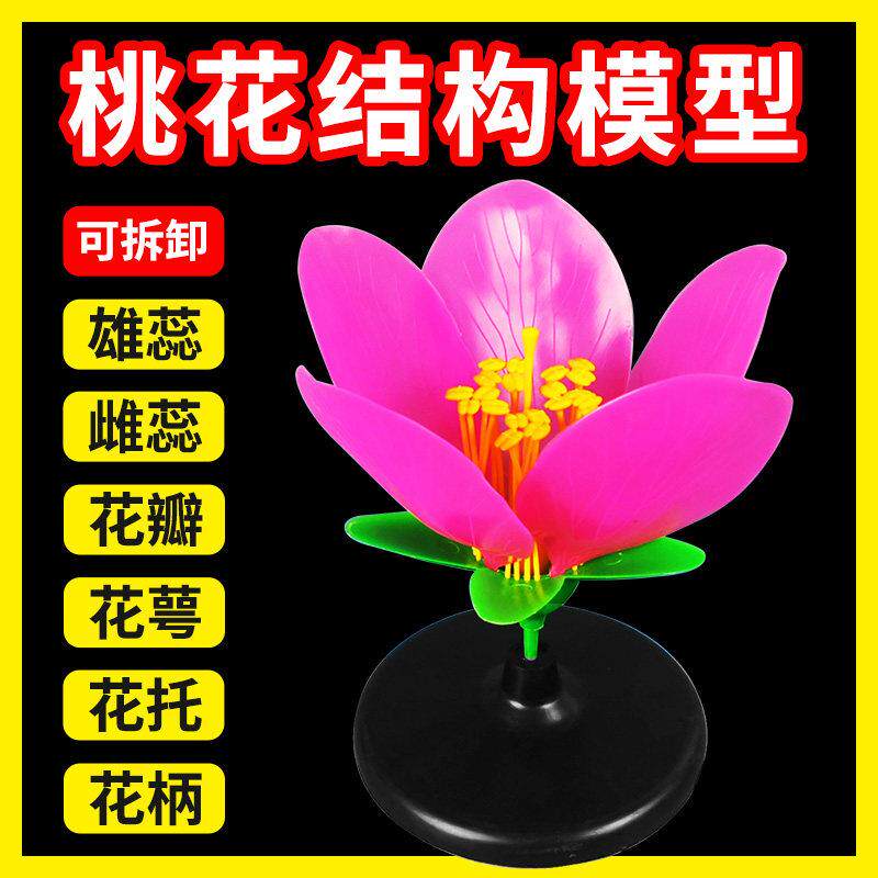 桃花结构模型教具中考生物实验花卉花的内部解剖构造教学初中科学