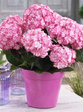 (木子家的花园)大花绣球纱织小姐八仙花室内盆栽庭院绿植美观