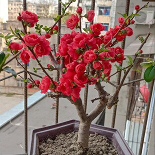 海棠花盆栽树苗重瓣长寿冠海棠花盆景老桩庭院植物室内四季好养
