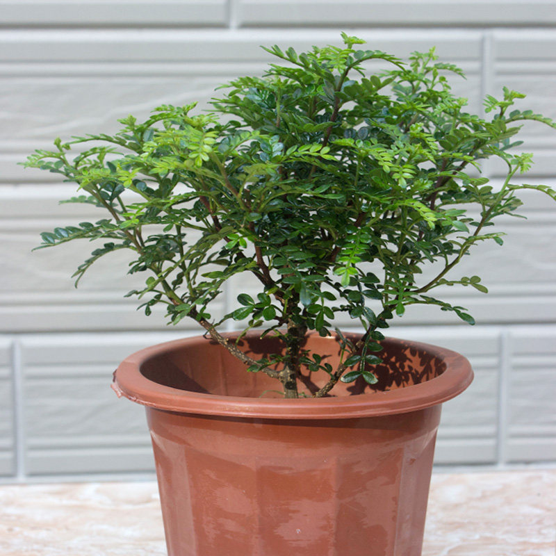清香木盆栽驱蚊盆景植物室内常青盆胡椒木净化空气花卉
