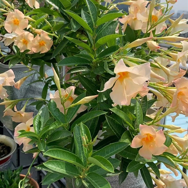 万里飘香藤花爬墙花卉盆栽绿植四季植物室内室外庭院易活浓香