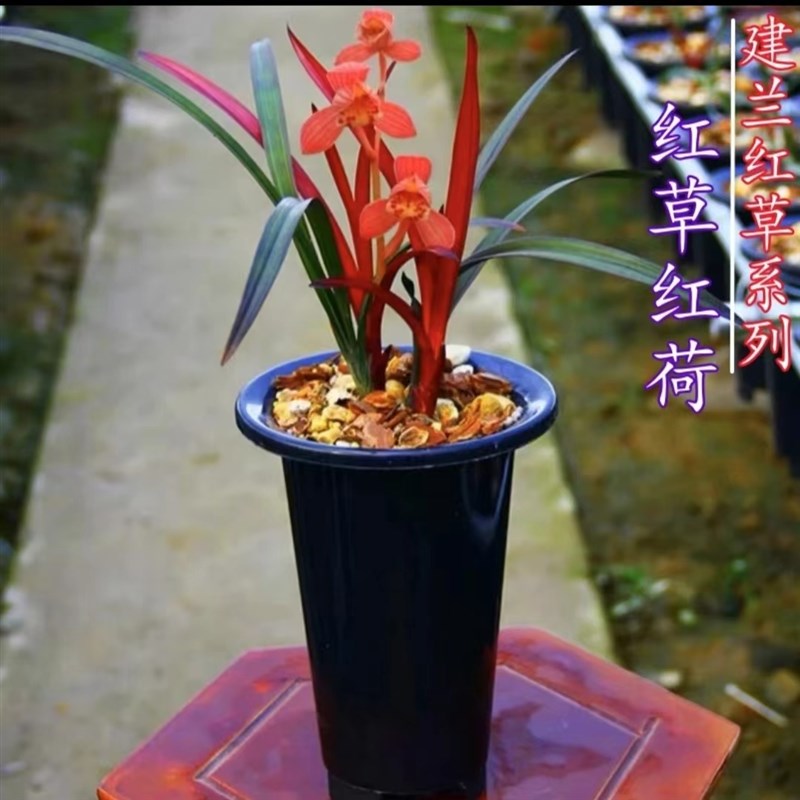 【红草红荷】建兰四季兰荷瓣色花名贵兰花兰草铭品盆栽花卉绿植