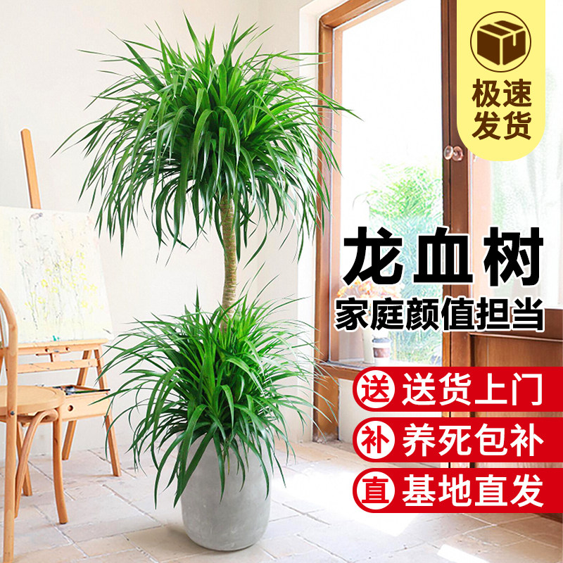 龙血树绿植网红龙须树旺宅盆栽落地式室内真花黑珍珠植物
