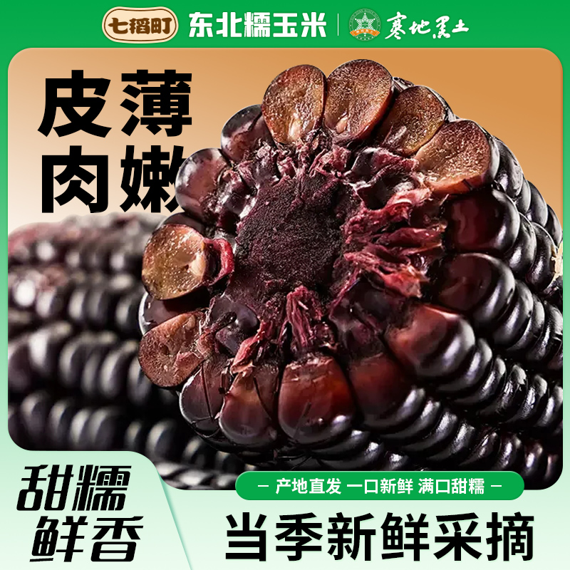 七稻町东北黑糯玉米甜玉米真空包装甜粘苞米新鲜采摘低脂早餐10棒