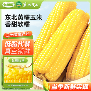 七稻町东北黄糯玉米新鲜甜糯玉米棒香甜玉米大棒代餐低脂整支