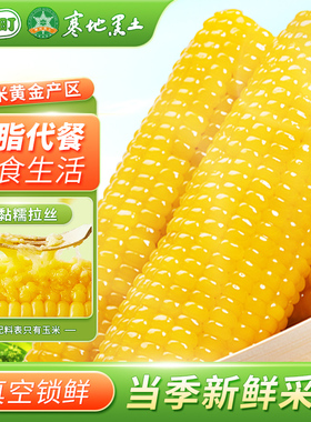 七稻町东北黄糯玉米新鲜甜糯玉米棒香甜玉米大棒代餐低脂整支真空