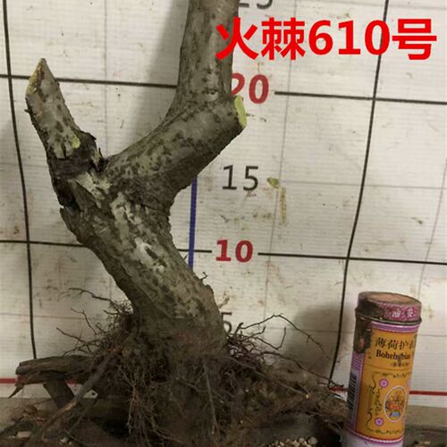 火棘盆景树桩室内外绿植盆栽