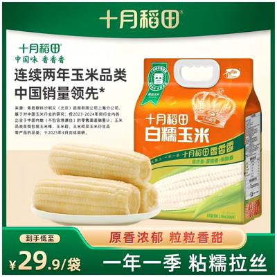 十月稻田白糯玉米低脂大棒黏苞米