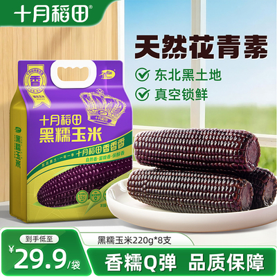 十月稻田黑糯玉米东北苞谷8根