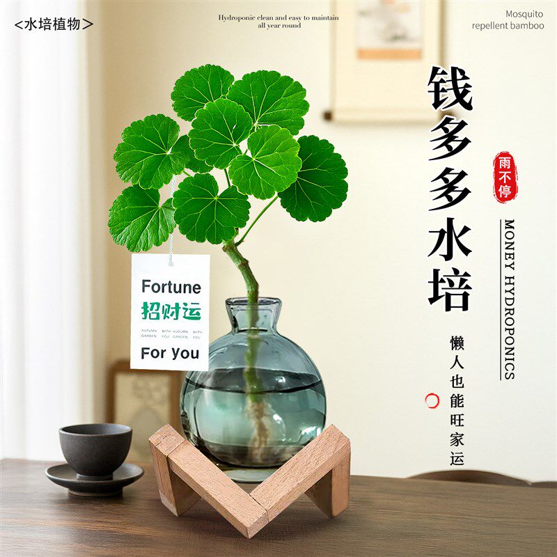 福禄桐钱多多水培植物室内客厅懒人好养办公桌面盆栽绿植寓意好看