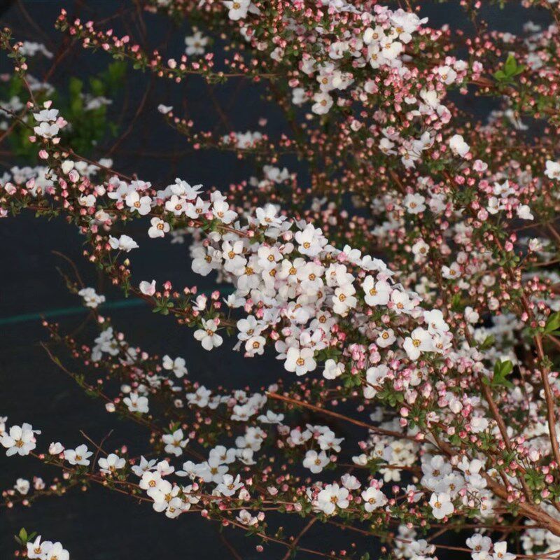 粉色喷雪花雪柳盆栽 庭院阳台多年生木本花卉 春季开花 耐寒耐热