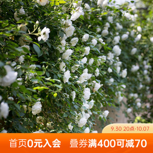 藤本月季 藤冰山经典 长势强壮花量巨大拱门优选盆栽苗 花园 海蒂