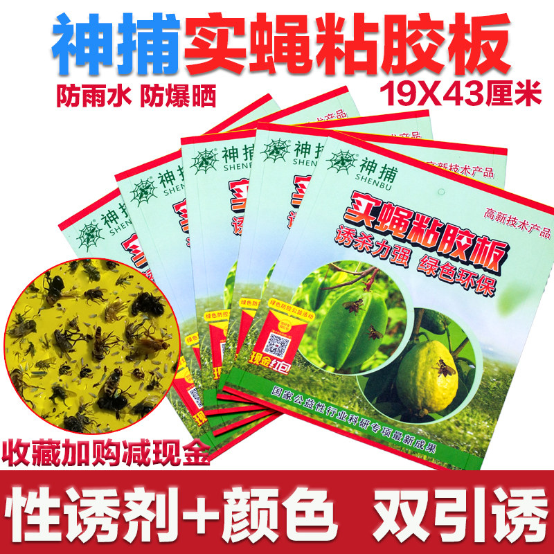 实蝇粘胶板果蝇贴灭果蝇诱捕器瓜果实蝇诱粘剂针蜂引诱剂粘虫蜜蜂