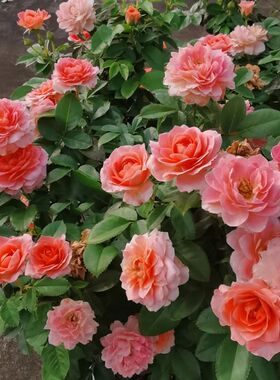 芳香王阳台月季花苗大花微月多季浓香盆栽玫瑰花庭院勤花香香公主