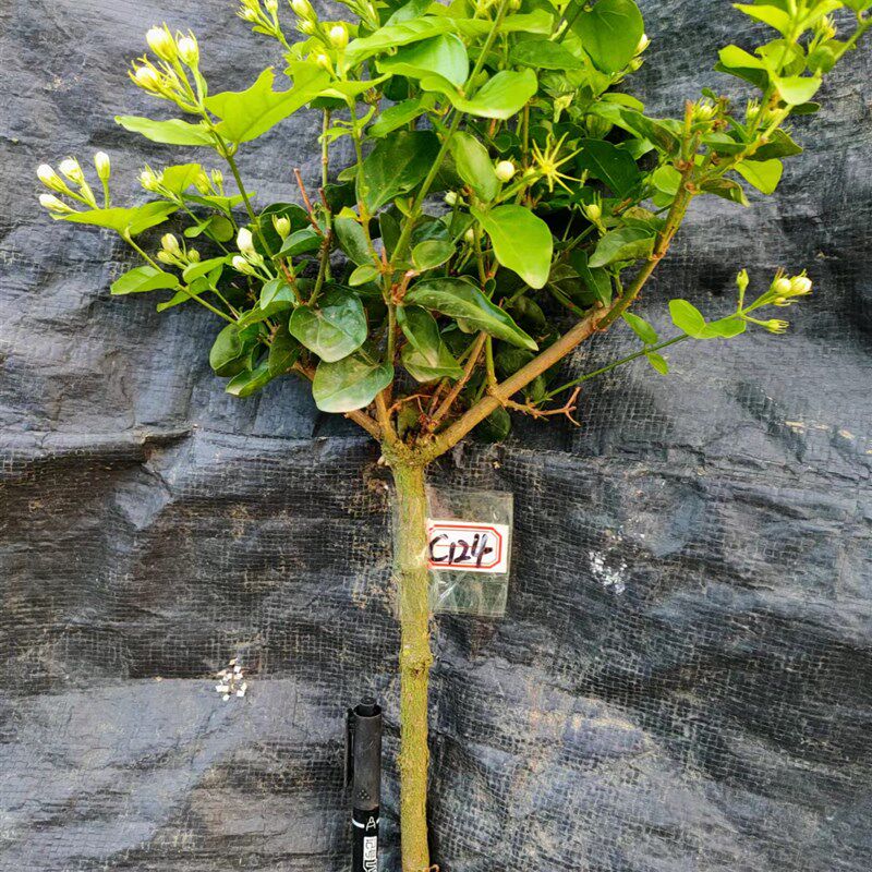 一物一拍独杆棒棒糖大冠幅茉莉苗盆栽花园庭院绿植物花卉开花不断