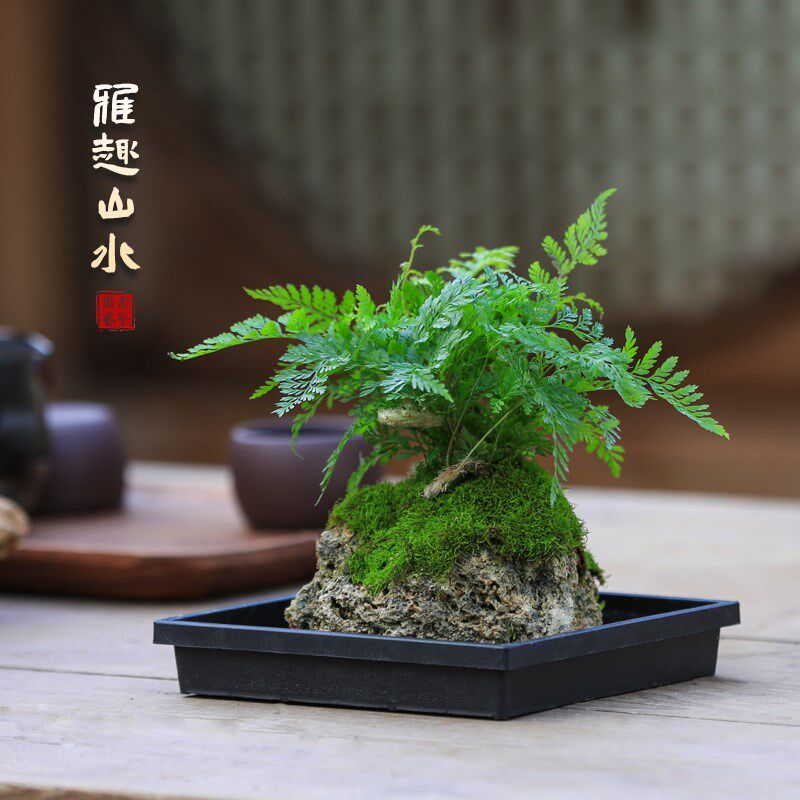 附石狼尾蕨菖蒲山石室内桌面盆栽苔藓微景观水培植物吸水石绿植