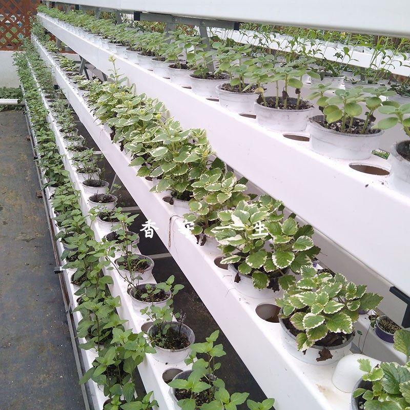 薄荷迷迭香牛至罗勒九层塔百里香香蜂草马鞭草柠檬草西餐食用盆栽