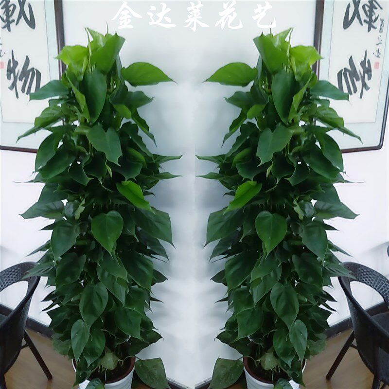 天津同城绿植花店心叶藤大型盆栽开业送礼乔迁室内办公室净化空气